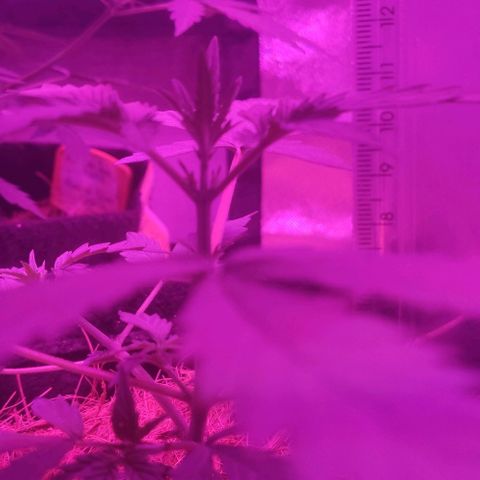 Tutan growlog photo: Estão em crescimento constante.
