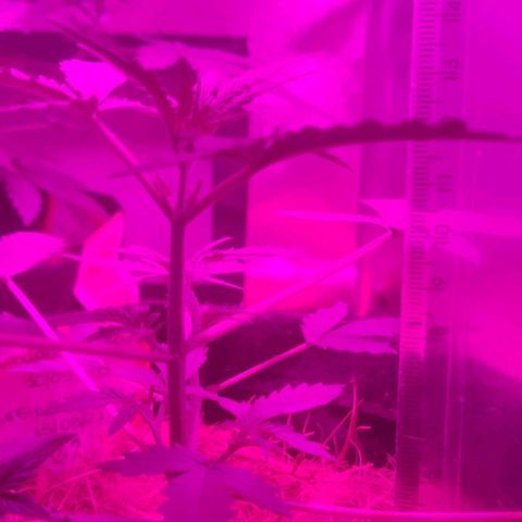 Tutan growlog photo: Registro dos 03 vasos. O maior entrando em floração e os outros 2 mais umas semanas para alterar o ferilizante e colocar para flora.