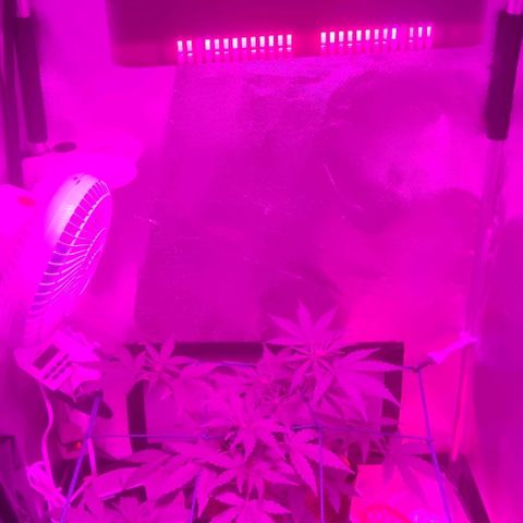 Tutan growlog photo: Registro dos 03 vasos. O maior entrando em floração e os outros 2 mais umas semanas para alterar o ferilizante e colocar para flora.