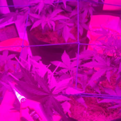 Tutan growlog photo: Registro dos 03 vasos. O maior entrando em floração e os outros 2 mais umas semanas para alterar o ferilizante e colocar para flora.