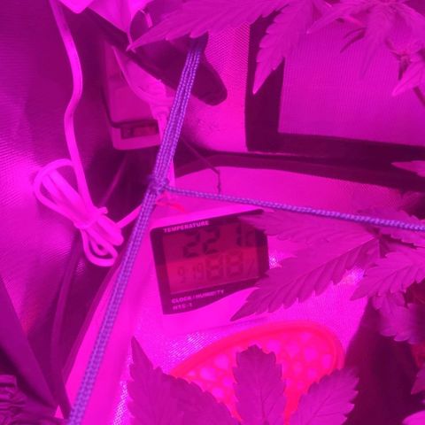 Tutan growlog photo: Registro dos 03 vasos. O maior entrando em floração e os outros 2 mais umas semanas para alterar o ferilizante e colocar para flora.