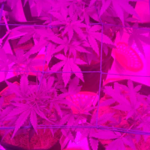 Tutan growlog photo: Registro dos 03 vasos. O maior entrando em floração e os outros 2 mais umas semanas para alterar o ferilizante e colocar para flora.
