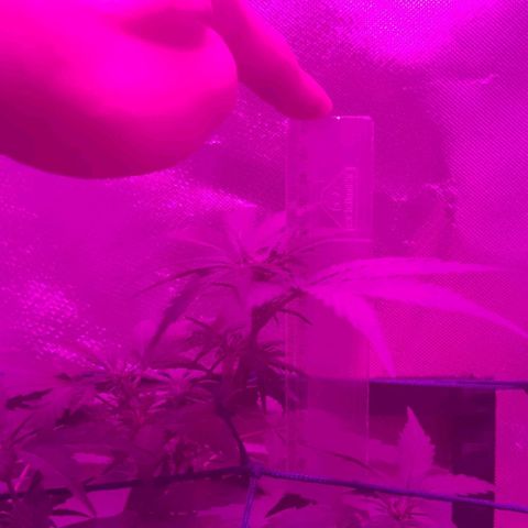 Tutan growlog photo: Registro dos 03 vasos. O maior entrando em floração e os outros 2 mais umas semanas para alterar o ferilizante e colocar para flora.