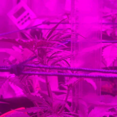 Tutan growlog photo: Registro dos 03 vasos. O maior entrando em floração e os outros 2 mais umas semanas para alterar o ferilizante e colocar para flora.