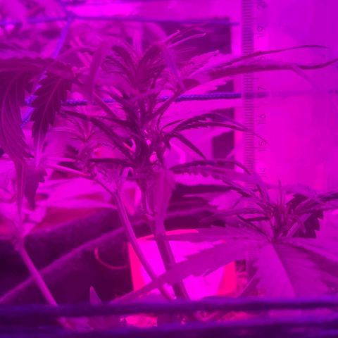 Tutan growlog photo: Contente com o crescimento de todas.
