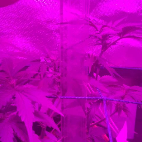 Tutan growlog photo: Contente com o crescimento de todas.
