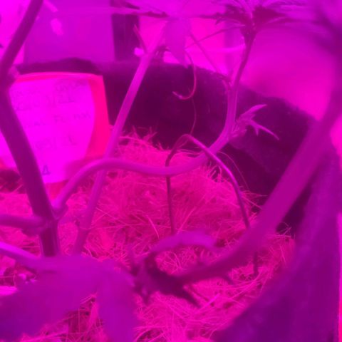 Tutan growlog photo: Contente com o crescimento de todas.
