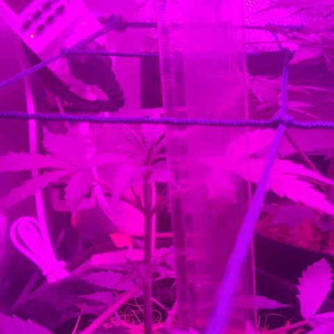 Tutan growlog photo: Contente com o crescimento de todas.
