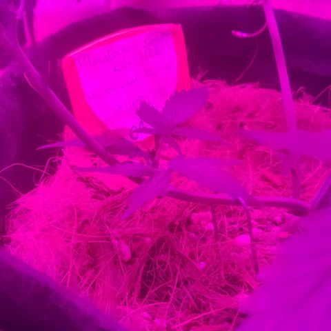 Tutan growlog photo: Contente com o crescimento de todas.
