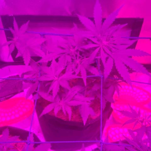 Tutan growlog timeline photo