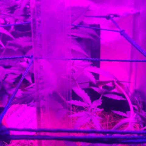 Tutan growlog photo: Os vasos estão em crescimento, mediante as amarras não dá mais para ter a certeza do tamanho de cada planta.
