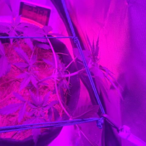 Tutan growlog photo: Os vasos estão em crescimento, mediante as amarras não dá mais para ter a certeza do tamanho de cada planta.