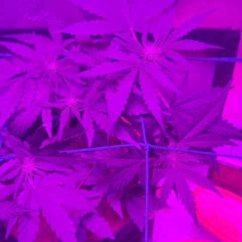 Tutan growlog photo: Os vasos estão em crescimento, mediante as amarras não dá mais para ter a certeza do tamanho de cada planta.
