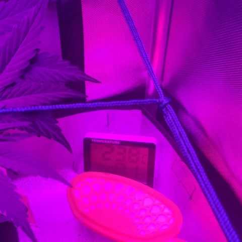 Tutan growlog photo: Os vasos estão em crescimento, mediante as amarras não dá mais para ter a certeza do tamanho de cada planta.