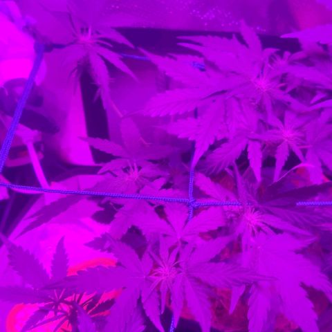 Tutan growlog photo: Os vasos estão em crescimento, mediante as amarras não dá mais para ter a certeza do tamanho de cada planta.