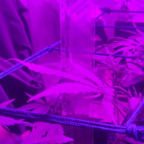 Tutan growlog photo: Os vasos estão em crescimento, mediante as amarras não dá mais para ter a certeza do tamanho de cada planta.