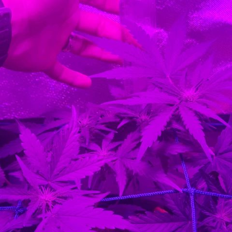 Tutan growlog photo: Os vasos estão em crescimento, mediante as amarras não dá mais para ter a certeza do tamanho de cada planta.