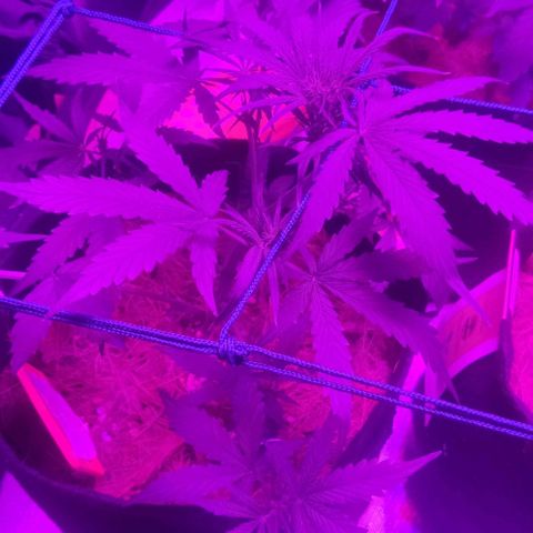 Tutan growlog photo: Os vasos estão em crescimento, mediante as amarras não dá mais para ter a certeza do tamanho de cada planta.