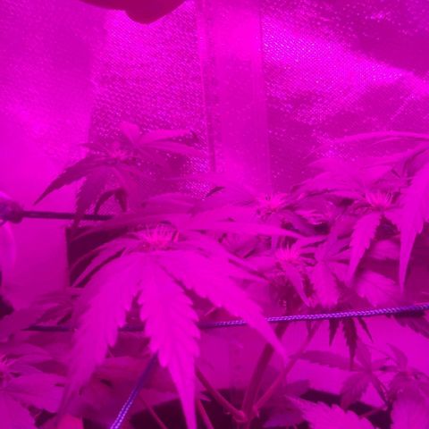 Tutan growlog photo: Os 02 vasos estão com telas e amarras.
01 vaso ainda na fase vegetativo, aguardando os primeiros sinais para modificar para floração.