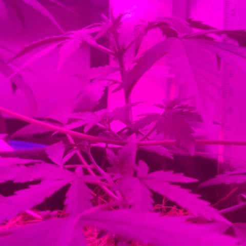 Tutan growlog photo: Os 02 vasos estão com telas e amarras.
01 vaso ainda na fase vegetativo, aguardando os primeiros sinais para modificar para floração.