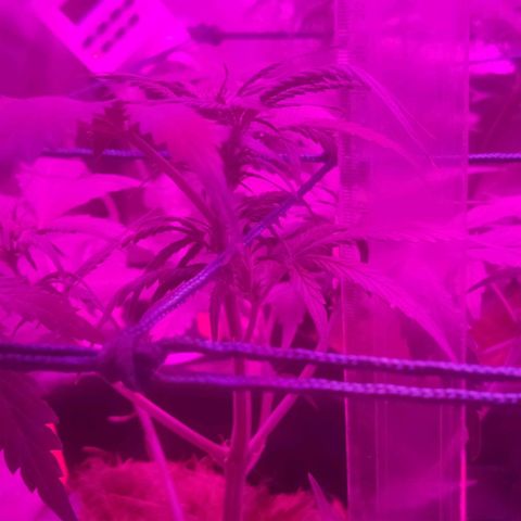Tutan growlog photo: Os 02 vasos estão com telas e amarras.
01 vaso ainda na fase vegetativo, aguardando os primeiros sinais para modificar para floração.