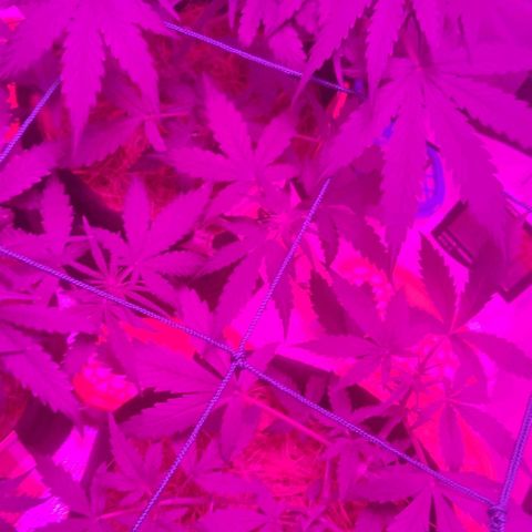 Tutan growlog photo: Os 02 vasos estão com telas e amarras.
01 vaso ainda na fase vegetativo, aguardando os primeiros sinais para modificar para floração.