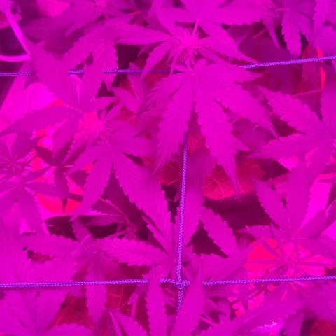 Tutan growlog photo: Os 02 vasos estão com telas e amarras.
01 vaso ainda na fase vegetativo, aguardando os primeiros sinais para modificar para floração.