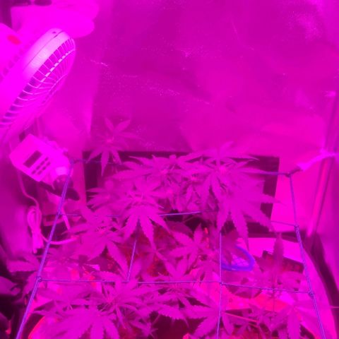 Tutan growlog photo: Os 02 vasos estão com telas e amarras.
01 vaso ainda na fase vegetativo, aguardando os primeiros sinais para modificar para floração.