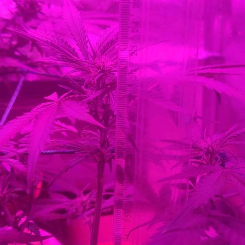 Tutan growlog timeline photo