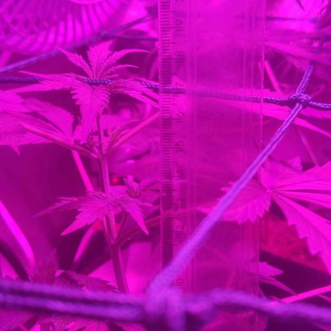 Tutan growlog timeline photo