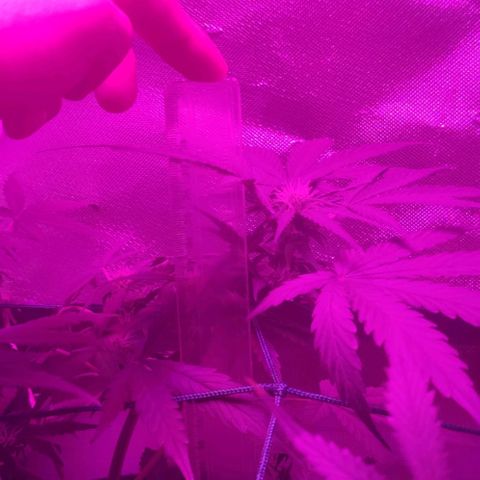 Tutan growlog timeline photo