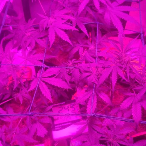 Tutan growlog timeline photo