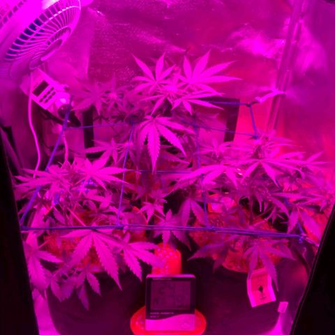 Tutan growlog timeline photo