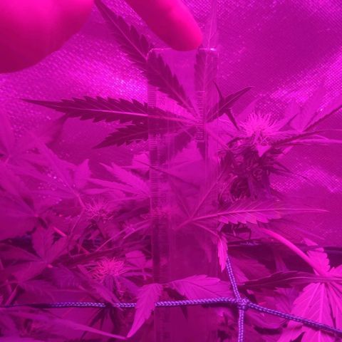Tutan growlog timeline photo