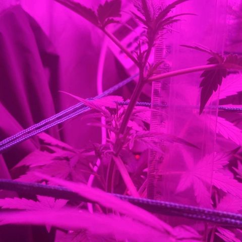 Tutan growlog timeline photo