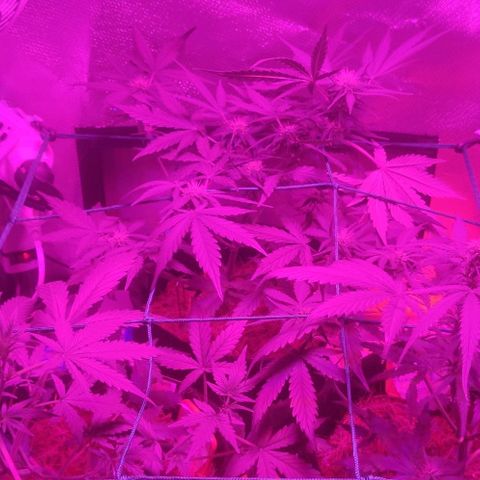 Tutan growlog timeline photo