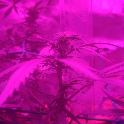 Tutan growlog timeline photo