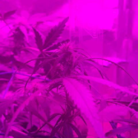 Tutan growlog timeline photo