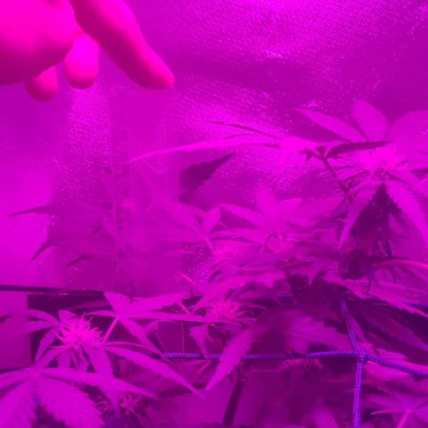 Tutan growlog timeline photo
