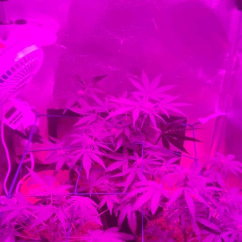 Tutan growlog timeline photo