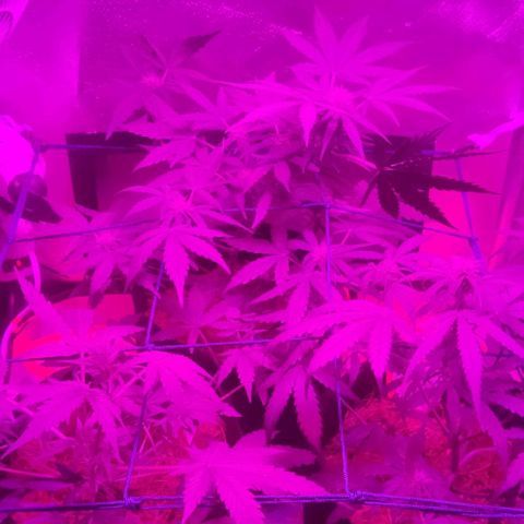 Tutan growlog timeline photo