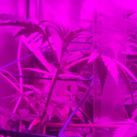 Tutan growlog timeline photo