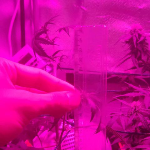 Tutan growlog timeline photo