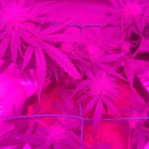 Tutan growlog timeline photo