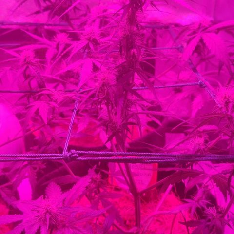 Tutan growlog timeline photo