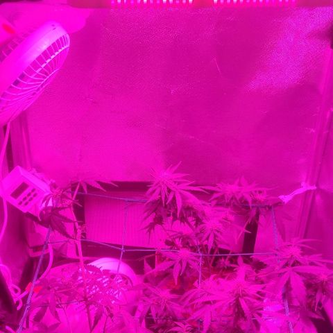 Tutan growlog timeline photo