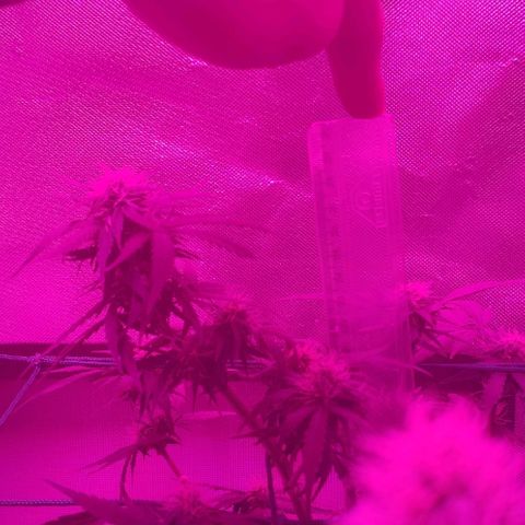 Tutan growlog timeline photo