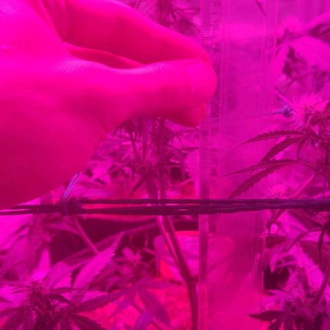 Tutan growlog timeline photo