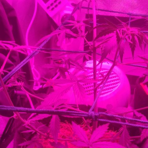 Tutan growlog timeline photo