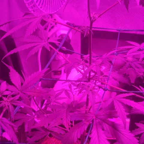 Tutan growlog timeline photo